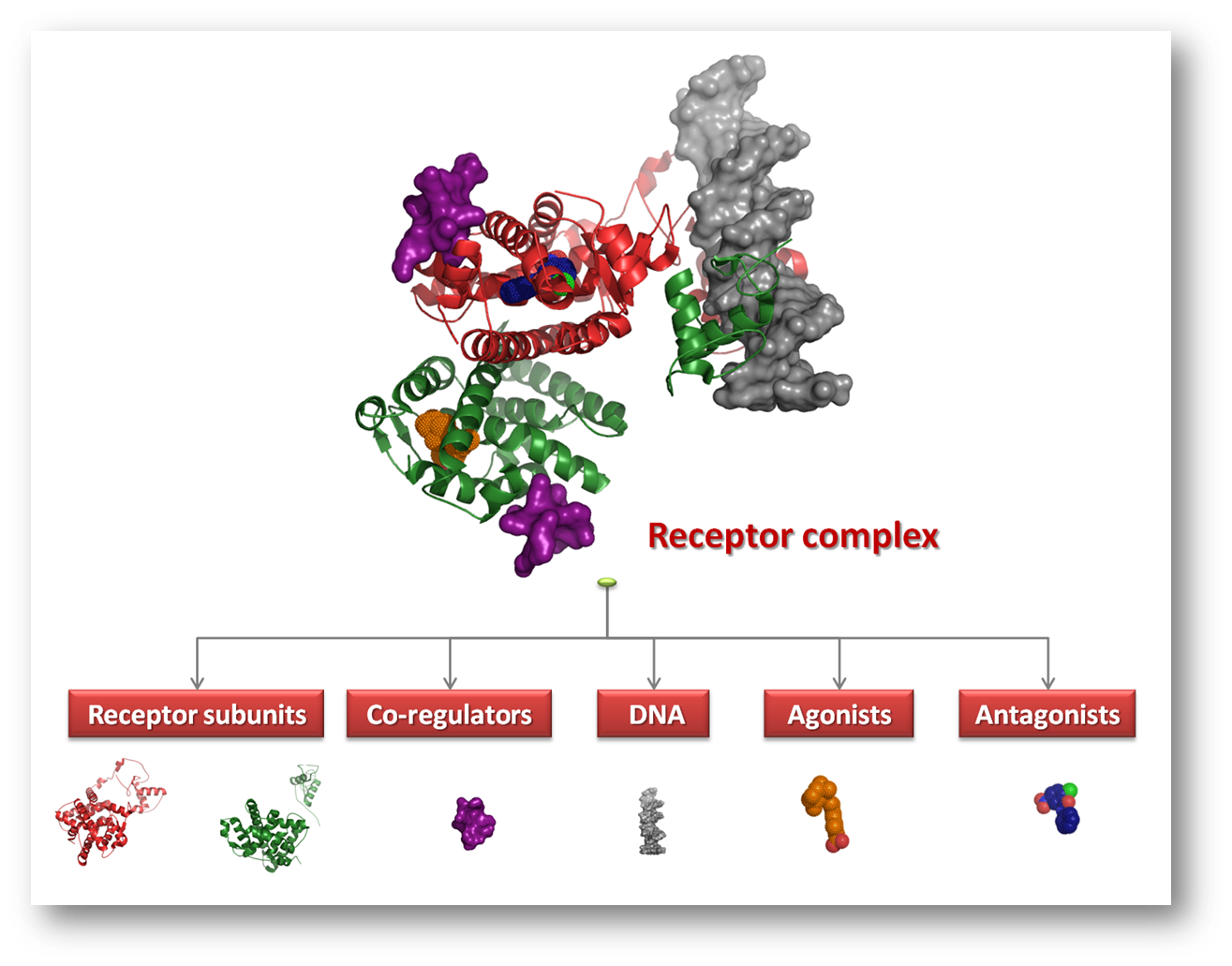 image of a NHR complex bound to DNA