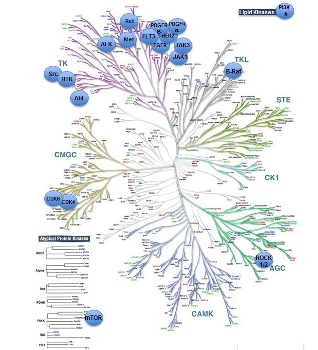 此处显示的Kinome图像来自Chartier等人（2013年，<a href='https://www.ncbi.nlm.nih.gov/pmc/articles/PMC3740139/figure/fig-4/'target='_blank'>图4</a>）<a href='https://www.ncbi.nlm.nih.gov/pubmed/23940838'目标='_blank'>https://www.ncbi.nlm.nih.gov/pubmed/23940838</a>并进行了注释，以显示目前批准的激酶抑制剂药物靶向的激酶（上次更新于2018年4月）。