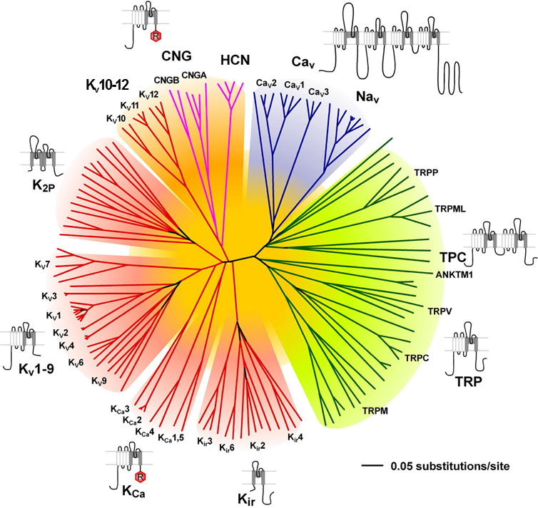 voltage gated ion channels