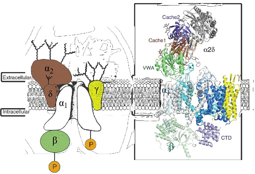 Voltage gated Calcium Channels Ca V Introduction BPS IUPHAR Voltage gated Calcium Channels Ca V Introduction BPS IUPHAR