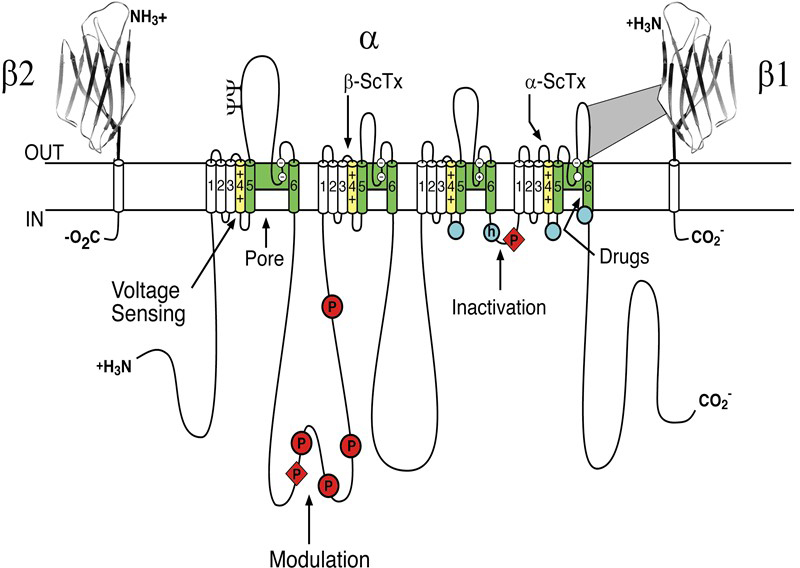 voltage gated ion channels