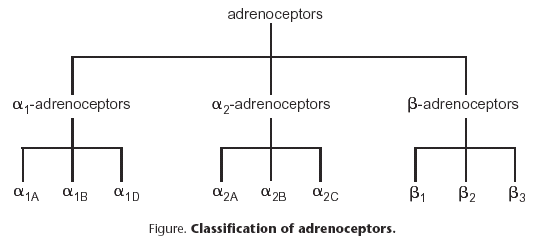 Adrenergic Receptors Chart